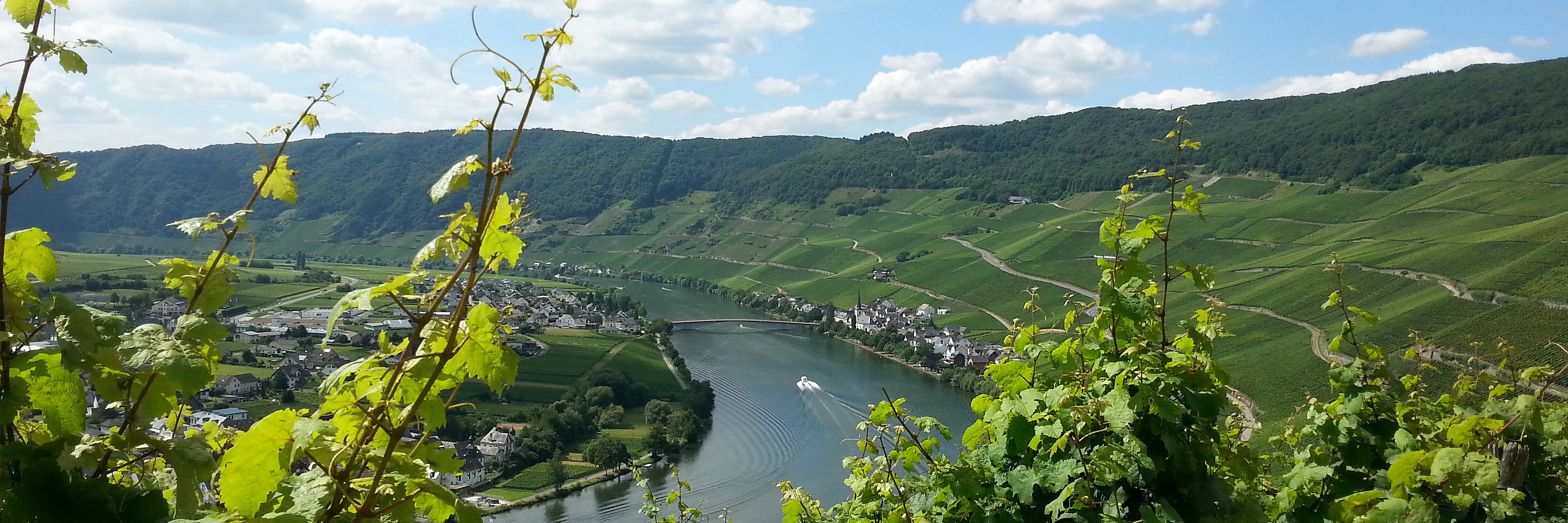 Piesport an der Mosel GOld Msoselblick durch die Weinberge bei Piesport und Goldtröpfchen Weinlage